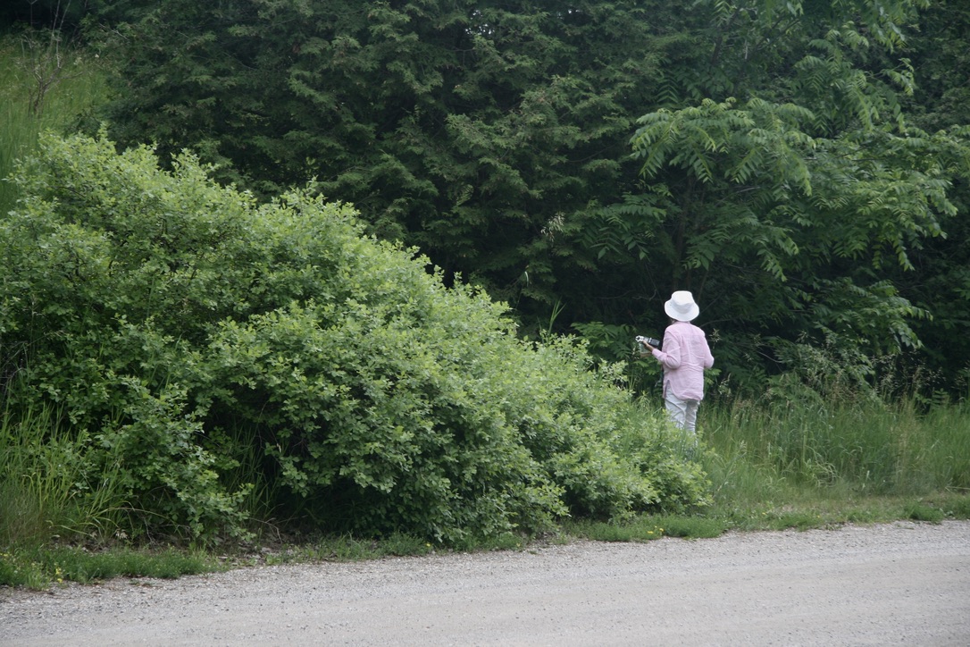 A participant has stepped off the path into the forest to record sounds.
