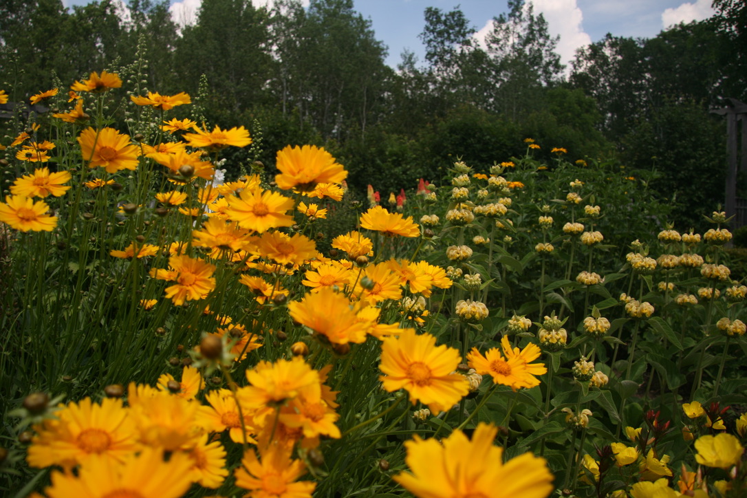 A close-up image of flowers in the Arboretum.