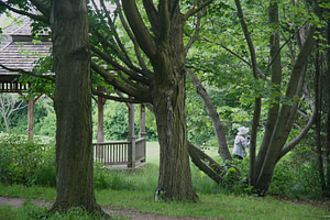 A participant is captured taking a recording from the forest and is framed by the trunks of trees.